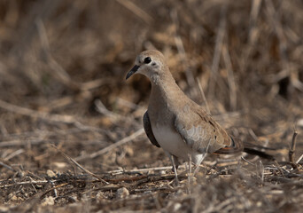 Namaqua Dove at hamala, Bahrain