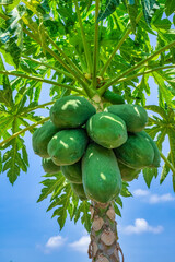 Papaya farm at Dien Khanh ward, Khanh Hoa province, Vietnam