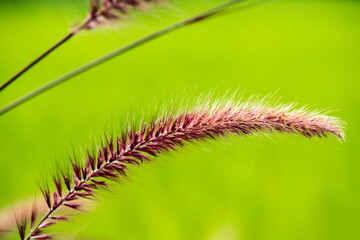 Ornamental purple grass on nature background.