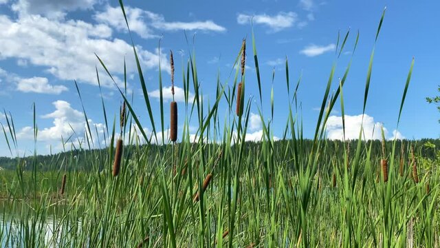 Green reeds on the river bank on a sunny day, blue sky with beautiful clouds. Cool fishing spot. Aquatic plant