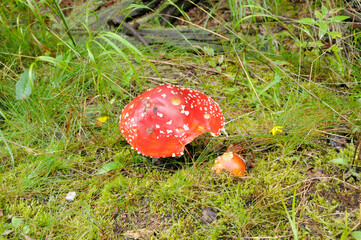 Roter Fliegenpilz