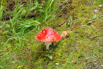 Fliegenpilz