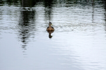 Stockente 2