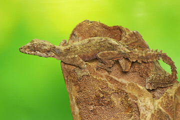 A Kuhl's flying gecko or the common flying gecko is basking on a dry log. This reptile has the...