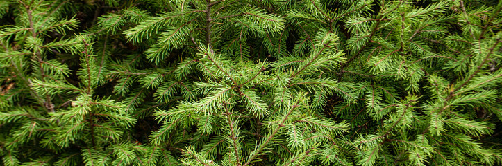 Spruce branches for background and wallpaper