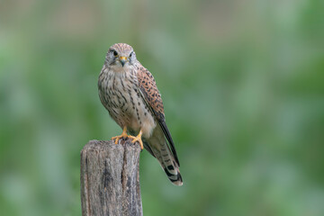  Female Common Kestrel (Falco tinnunculus)  on a fence post. Gelderland in the Netherlands. Bokeh background. Front view.                                                               