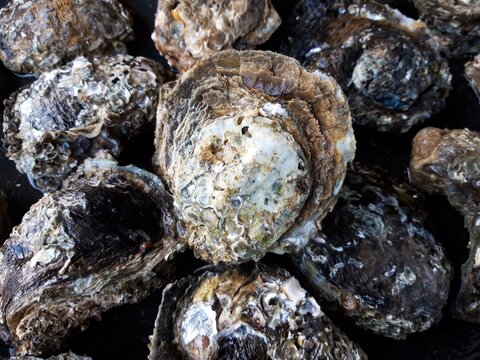 Fresh oysters shell prepared