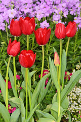 農園のチューリップ