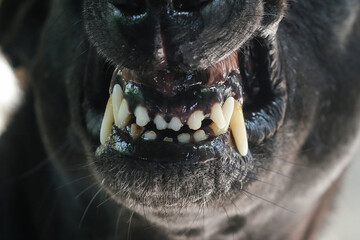 The teeth of the black dog baring its fangs.