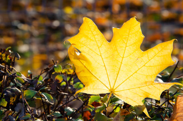 Autumn composition. Close-up yellow maple leaf on blurred background of colorful foliage. Autumn background of leaf in the park with copy space.