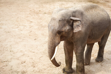 Fototapeta premium Beautiful elephant in zoo, space for text