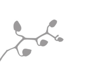 Silhouette branch of orchid bud. Blurred shadow. Natural soft effect. Realistic Design element. 