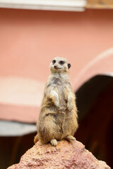 Cute meerkat in zoo enclosure. Exotic animal