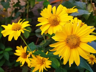 słonecznik, żółty, charakter, lato, roślin, jaskrawy kolor