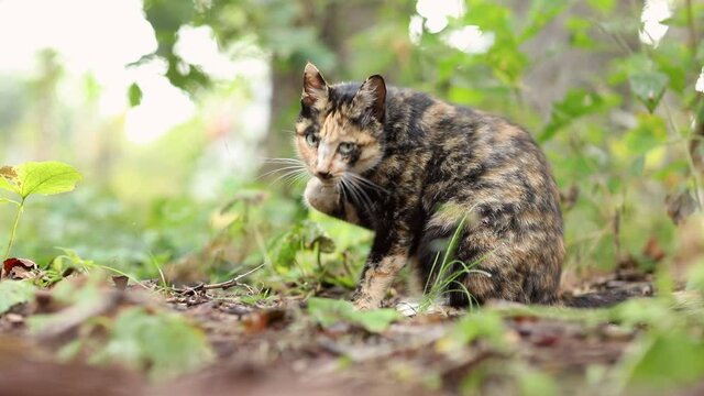 tricolor cat washes in the forest
