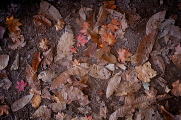 高原の落ち葉　落葉　枯葉　信州　グラフィック