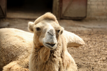 Fototapeta premium Beautiful dromedary camel in zoo. Exotic animal