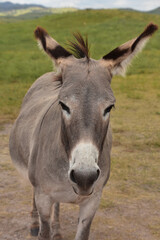 Adult Burro Standing in a Meadow in Custer
