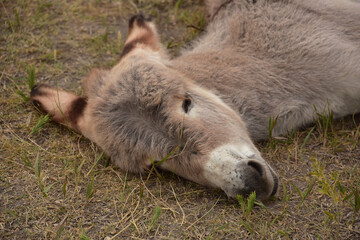 Baby Burro Sleeping with His Head Down