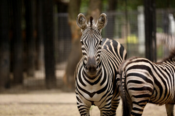Beautiful zebras in zoo enclosure. Exotic animals