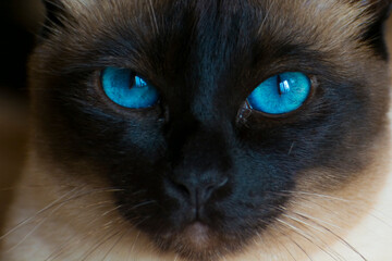 Portrait of a Siamese cat with blue eyes