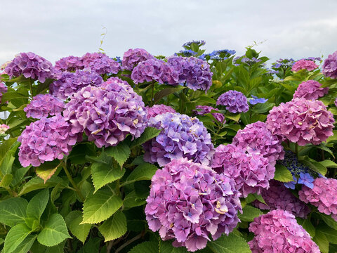 Flowers in the Garden at Rainy Season in Japan