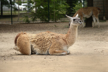 Cute guanaco in zoo enclosure. Wild animal