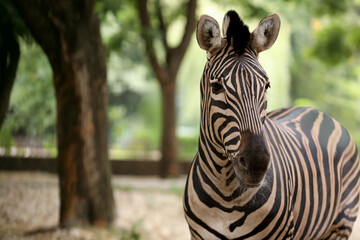 Beautiful zebra in zoo enclosure, space for text