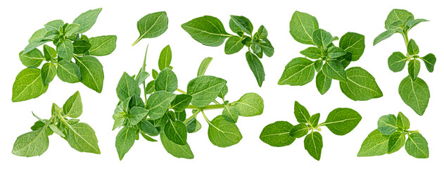 Greek basil leaves isolated on white background with clipping path