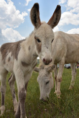 Baby Burro with Big Ears Looking Adorable