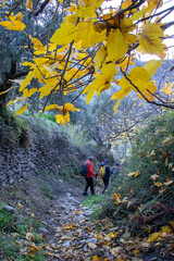 Fototapeta premium group of hikers walking in autumn a path with yellow tree leaves at the top and on the ground through the Taha de Pitres in the Alpujarra