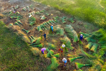 Farmer harvest Papyrus on the fields at Hoai Nhon, Binh Dinh, Vietnam