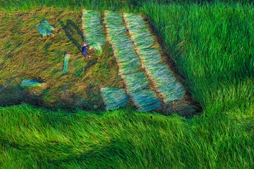 Farmer harvest Papyrus on the fields at Hoai Nhon, Binh Dinh, Vietnam