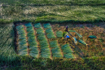 Farmer harvest Papyrus on the fields at Hoai Nhon, Binh Dinh, Vietnam