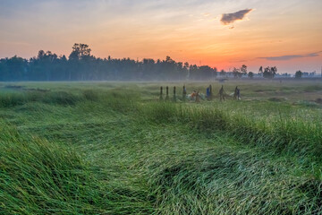 Farmer harvest Papyrus on the fields at Hoai Nhon, Binh Dinh, Vietnam