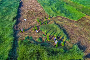 Farmer harvest Papyrus on the fields at Hoai Nhon, Binh Dinh, Vietnam