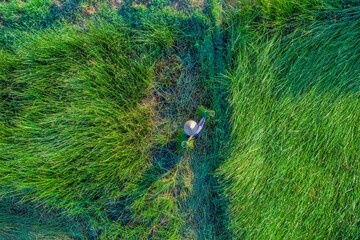 Farmer harvest Papyrus on the fields at Hoai Nhon, Binh Dinh, Vietnam