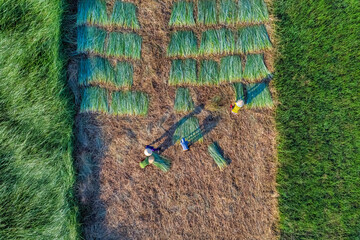 Farmer harvest Papyrus on the fields at Hoai Nhon, Binh Dinh, Vietnam
