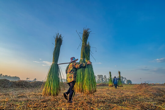 Farmer harvest Papyrus on the fields at Hoai Nhon, Binh Dinh, Vietnam