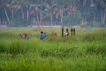 Farmer harvest Papyrus on the fields at Hoai Nhon, Binh Dinh, Vietnam