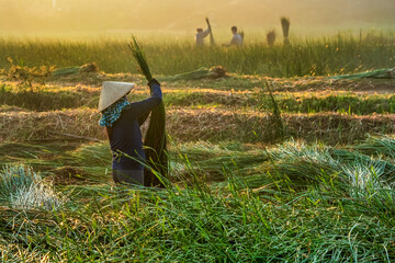 Farmer harvest Papyrus on the fields at Hoai Nhon, Binh Dinh, Vietnam