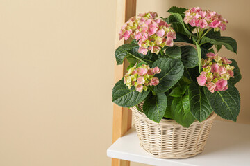 Wicker basket with beautiful hortensia flowers on shelf near beige wall. Space for text