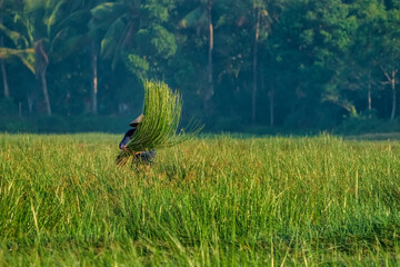 Farmer harvest Papyrus on the fields at Hoai Nhon, Binh Dinh, Vietnam