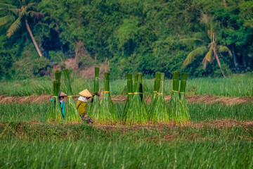 Farmer harvest Papyrus on the fields at Hoai Nhon, Binh Dinh, Vietnam