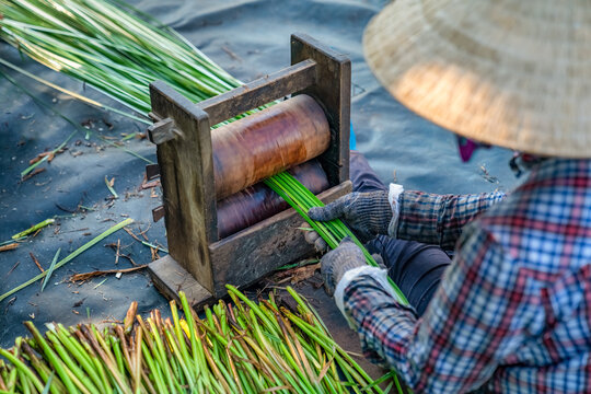 Preliminary processing of papyrus to make mats at Hoai Nhon, Binh Dinh, Vietnam