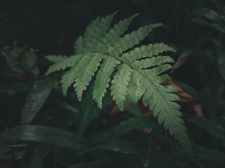 fern leaf in the forest