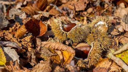 chestnuts and leaves