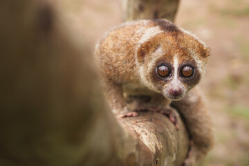 portrait of a slow loris