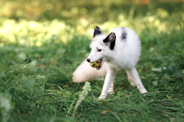 white little fox runs on the green grass in summer eating apples on the ground