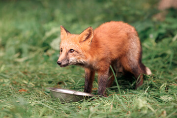 red fox runs on the green grass in the summer and drinks water from a metal bowl